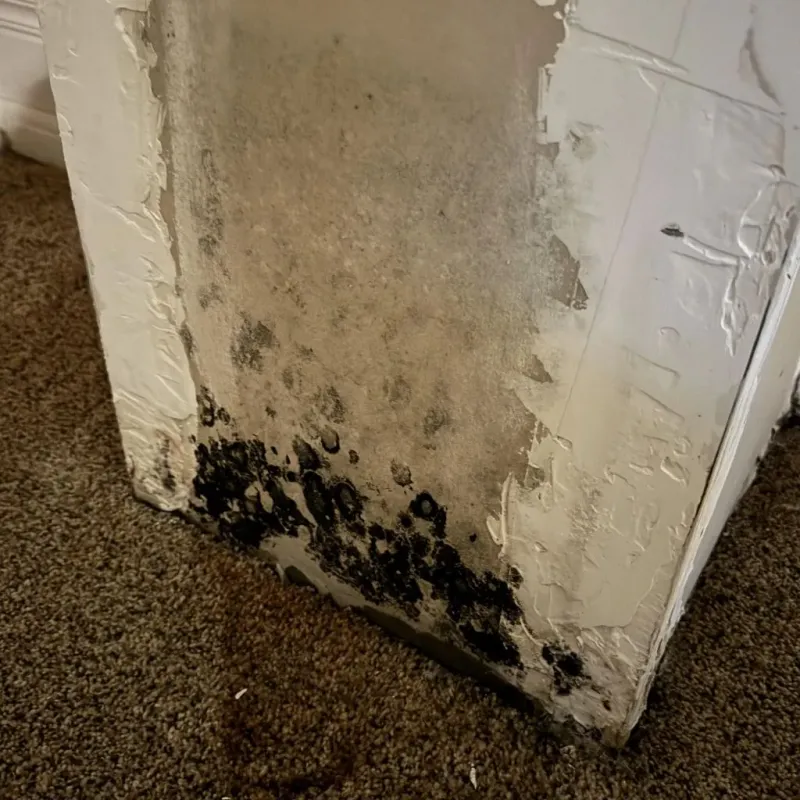 Professional Mold Removal in Montrose, PA